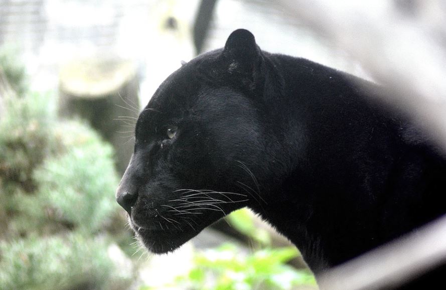 Rêver d'une panthère noire : 9 Interprétations et Symboles