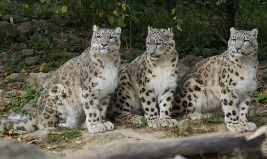 Rêver d&rsquo;être mordu par un léopard : 6 Interprétations et Symboles