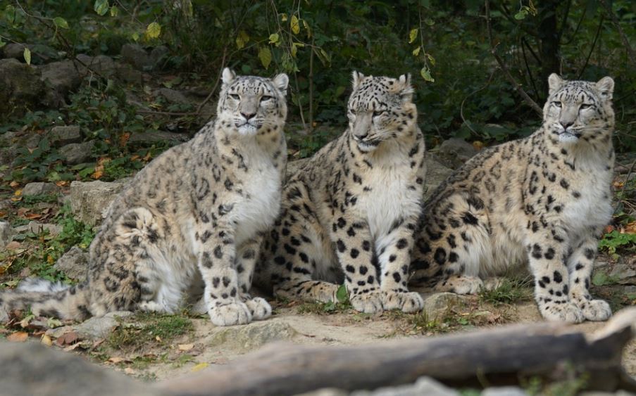 Rêver d'être mordu par un léopard : 6 Interprétations et Symboles