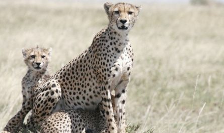 Rêver d'un guépard : 11 Interprétations et Symboles