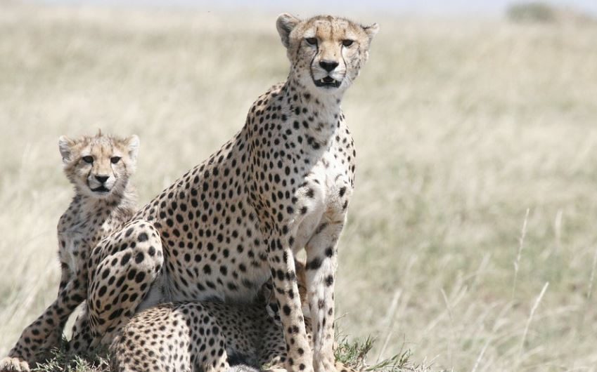 Rêver d&rsquo;un guépard : 11 Interprétations et Symboles