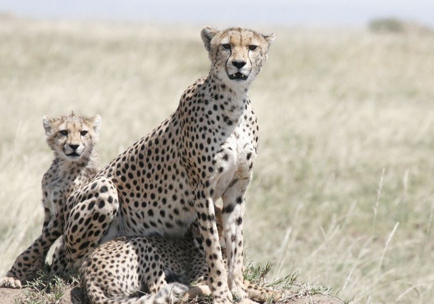 Rêver d'un guépard : 11 Interprétations et Symboles