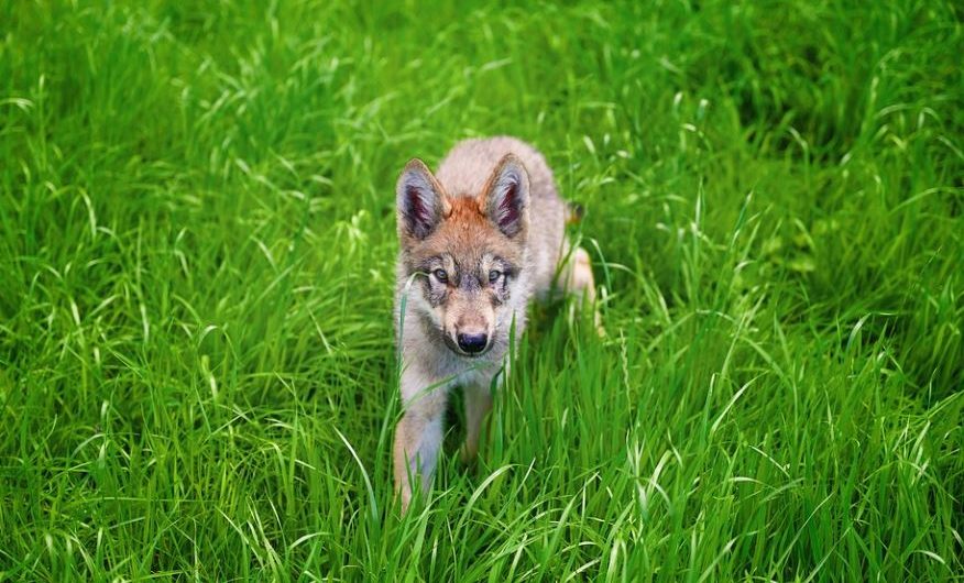 Rêver de louveteaux : 5 Interprétations et Symboles