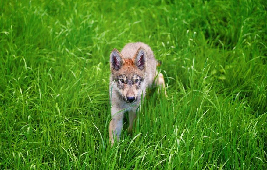 Rêver de louveteaux : 5 Interprétations et Symboles