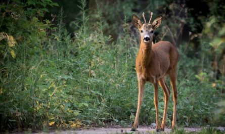 Rêve de chevreuil : 10 Interprétations et Symboles