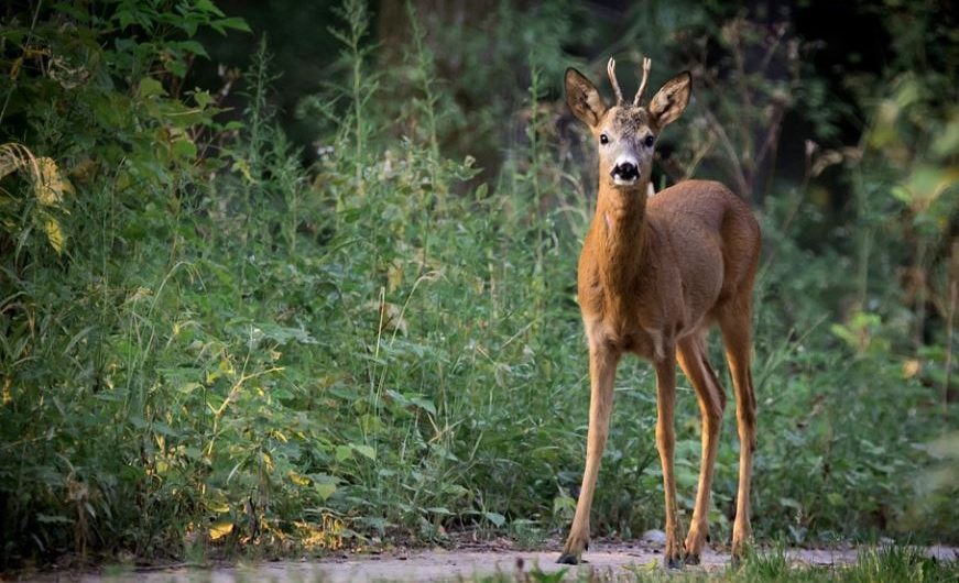 Rêve de chevreuil : 10 Interprétations et Symboles