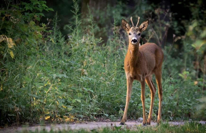 Rêve de chevreuil : 10 Interprétations et Symboles