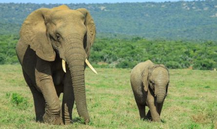 Rêver d'un bébé éléphant : 7 Interprétations et Symboles