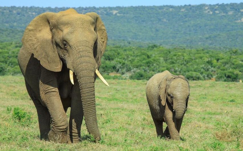 Rêver d&rsquo;un bébé éléphant : 7 Interprétations et Symboles