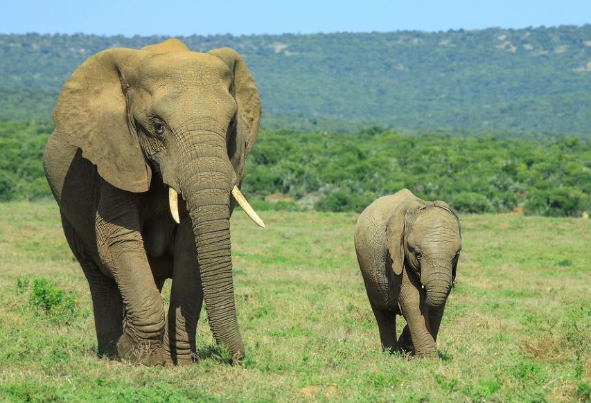 Rêver d'un bébé éléphant : 7 Interprétations et Symboles