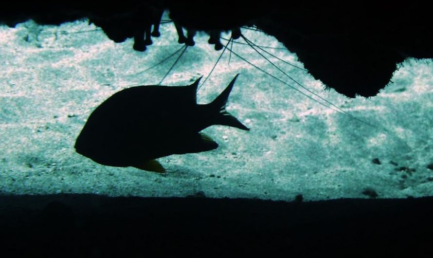 Rêver de poisson noir : 7 Interprétations et Symboles