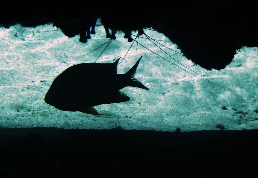 Rêver de poisson noir : 7 Interprétations et Symboles