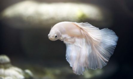 Rêver d'un poisson blanc : 7 Interprétations et Symboles