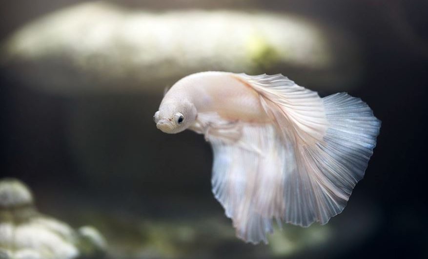 Rêver d&rsquo;un poisson blanc : 7 Interprétations et Symboles