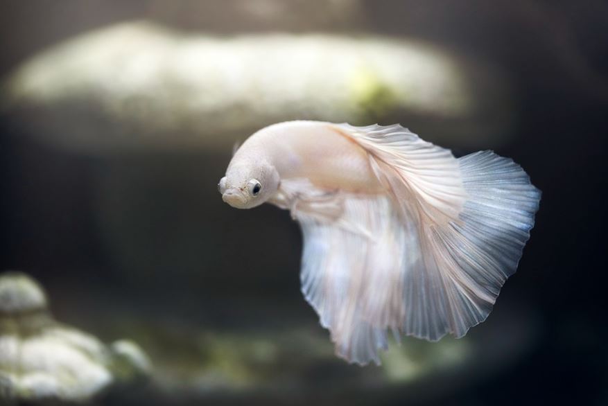 Rêver d'un poisson blanc : 7 Interprétations et Symboles