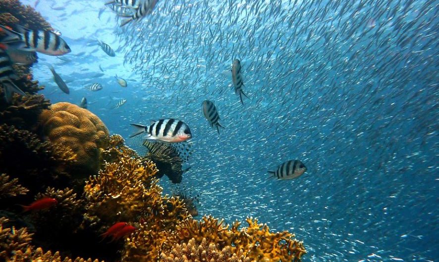 Rêver de pêcher à mains nues : 6 Interprétations et Symboles