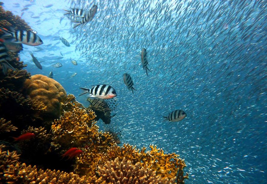 Rêver de pêcher à mains nues : 6 Interprétations et Symboles