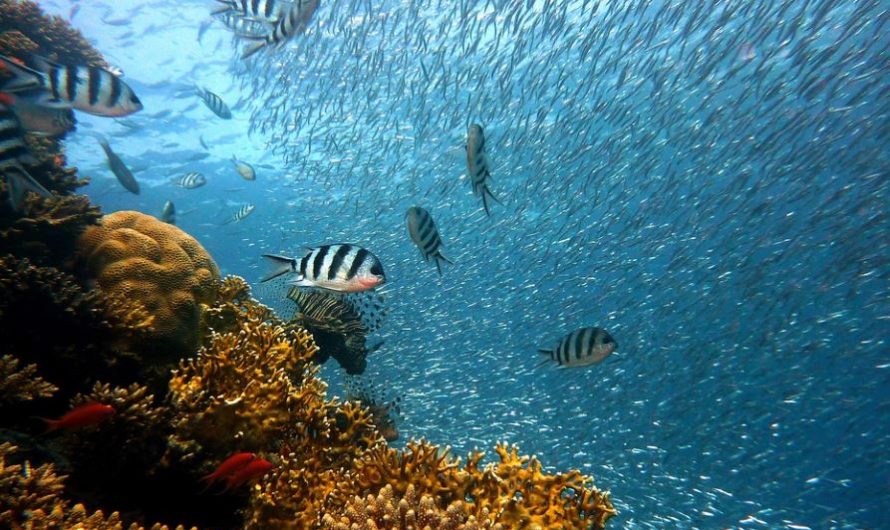 Rêver de pêcher en mer – 6 significations et symboles