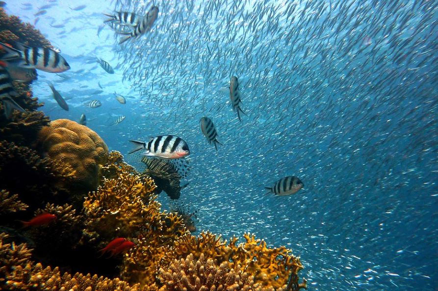 Rêver de pêcher en mer - 6 significations et symboles