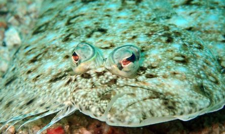 Rêver de flétan - 7 significations et symboles