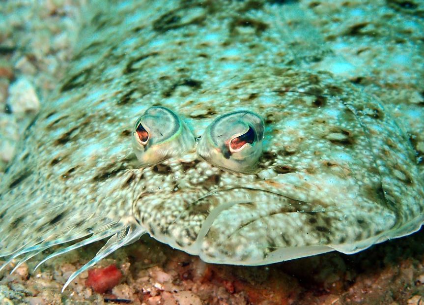 Rêver de flétan - 7 significations et symboles