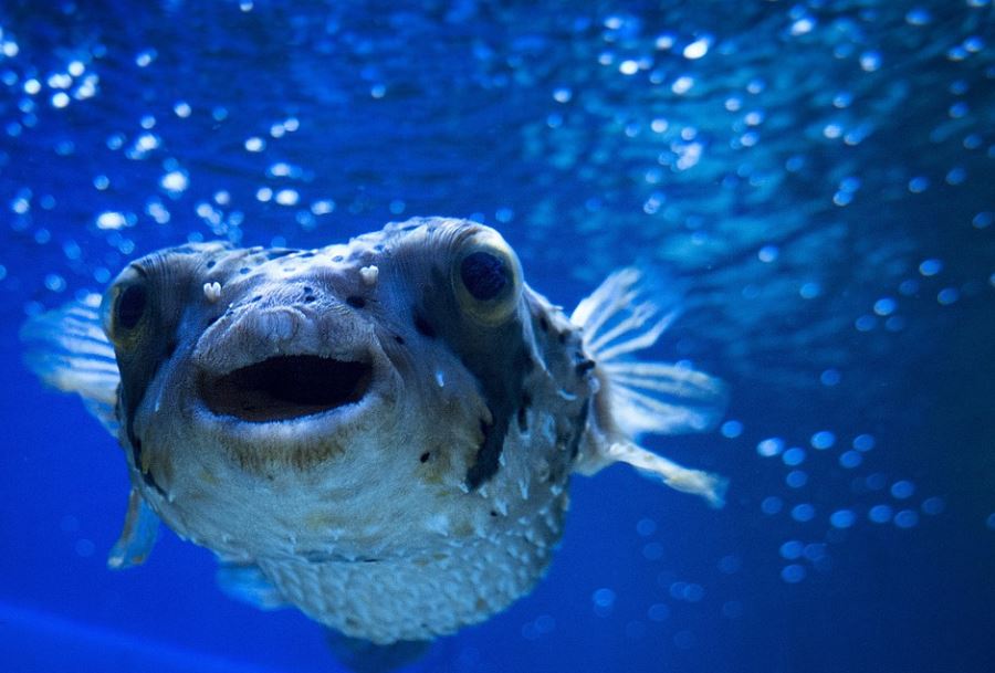 Rêver de poisson-globe - 8 significations et symboles