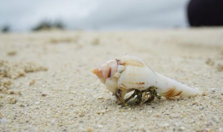 Rêver d'un coquillage - 10 Significations et Symbolismes