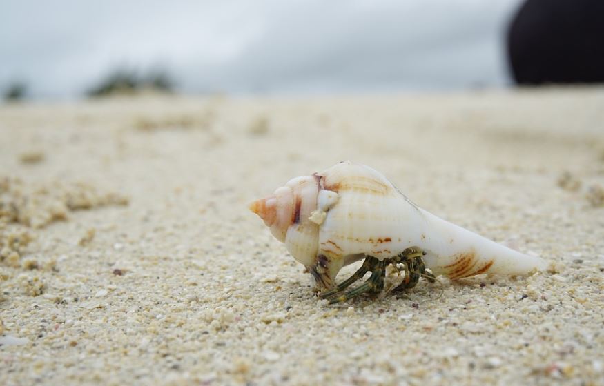 Rêver d'un coquillage - 10 Significations et Symbolismes