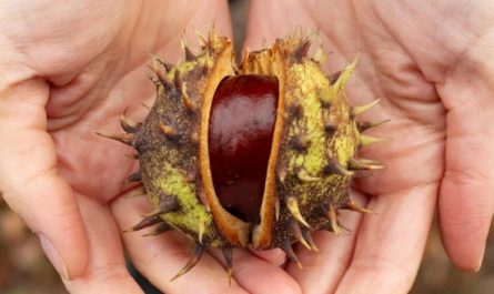 Rêver de cueillir des châtaignes - 16 significations et symboles