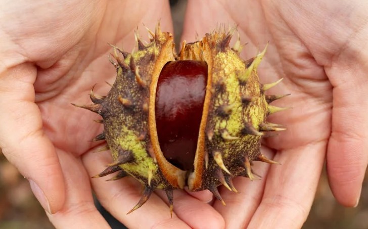 Rêver de cueillir des châtaignes - 16 significations et symboles