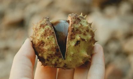 Rêver de manger des châtaignes - 18 significations et symboles