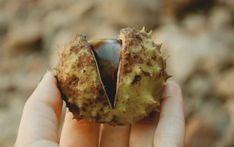Rêver de manger des châtaignes - 18 significations et symboles