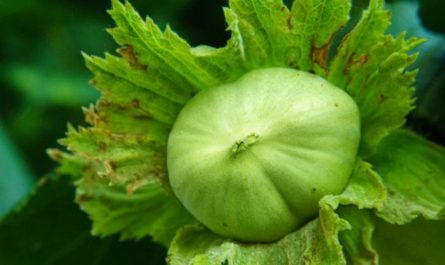 Rêver de coquilles de châtaignes - 17 significations et symbolismes