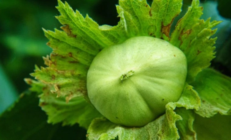 Rêver de coquilles de châtaignes - 17 significations et symbolismes