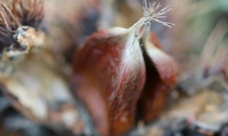 Rêver d'un châtaignier - 16 significations et symboles