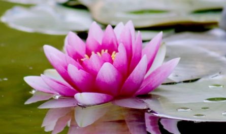 Rêver de fleurs de lotus - 20 significations et symbolismes