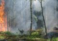 Rêver d'un incendie de forêt - 25 significations et symboles