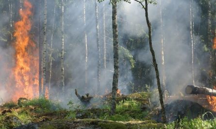 Rêver d'un incendie de forêt - 25 significations et symboles