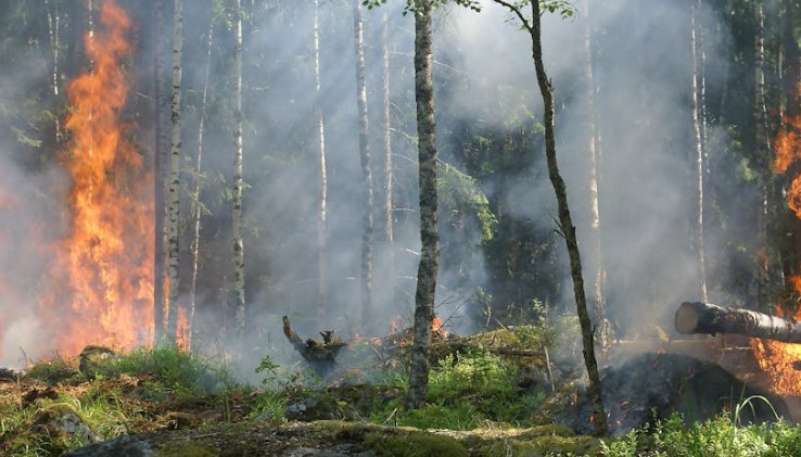 Rêver d'un incendie de forêt - 25 significations et symboles