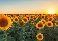Rêver de tournesols - 22 significations et symboles