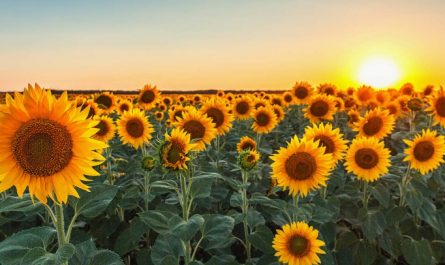 Rêver de tournesols - 22 significations et symboles