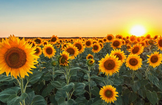 Rêver de tournesols - 22 significations et symboles
