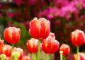 Rêver de tulipes - 20 significations et symboles