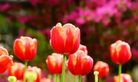 Rêver de tulipes - 20 significations et symboles