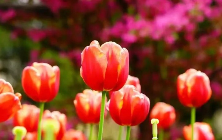 Rêver de tulipes - 20 significations et symboles