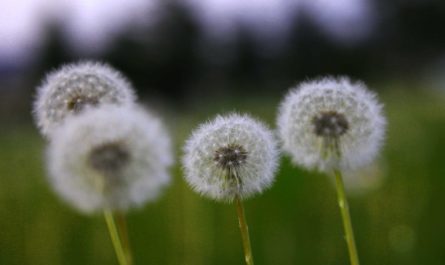 Rêver de pissenlits - 22 significations et symbolismes