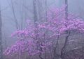 Rêver de fleurs de brume - 20 significations et symboles
