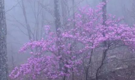 Rêver de fleurs de brume - 20 significations et symboles