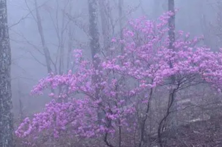 Rêver de fleurs de brume - 20 significations et symboles