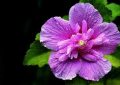 Rêver d'hibiscus - 21 significations et symboles